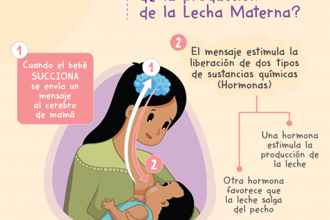 Materiales Para Promover La Lactancia Materna Fundacion Baltazar Y Nicolas